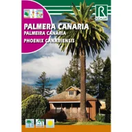 Kanári főnixpálma (Phoenix canariensis) 10g Rocalba