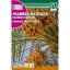 Datolyapálma (Phoenix dactylifera) Rocalba 6 g