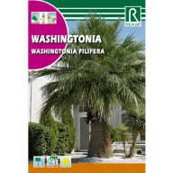 Wasinghton pálma (Washingtonia filifera) Rocalba 1 g