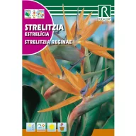 Pompás papagájvirág narancs (Strelitzia reginae) Rocalba