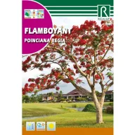 Pillangófa (Caesalpinia poinciana regia) Rocalba 1 g
