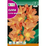 Klívia szobaliliom (Clivia miniata) Rocalba