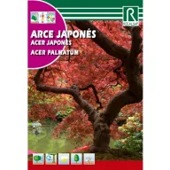 Ujjas juhar (Acer palmatum) Rocalba