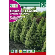 Hamisciprus (chamaecyparis lawsoniana) Rocalba