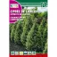 Hamisciprus (chamaecyparis lawsoniana) Rocalba