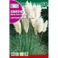 Pampafű (Cortaderia selloana) Rocalba 0,1 g