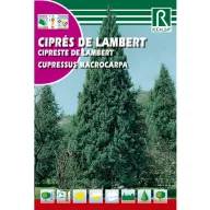 Lambert ciprus (Cupressus macrocarpa) Rocalba