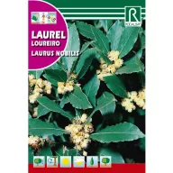 Nemes babér (Laurus Mobilis) Rocalba