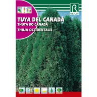 Nyugati tuja (Thuja Occidentalis) 0,5g Rocalba