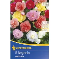 Virághagyma Gumós begónia (telt) 5 db