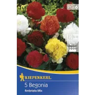 Virághagyma Gumós begónia (rojtos) 5 db