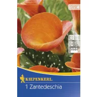 Virághagyma Calla (narancssárga) 1 db