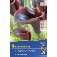 Virághagyma Calla (fekete) 1 db