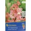 Virághagyma Kardvirág Fr. Coral lace 10 db