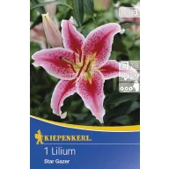 Virághagyma Liliom Kiepenkerl Stargazer 2 db