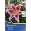 Virághagyma Liliom Kiepenkerl Stargazer 2 db