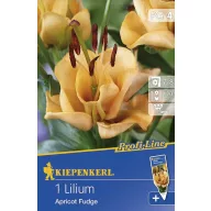 Virághagyma Liliom Apricot Fudge 1 db