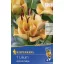 Virághagyma Liliom Apricot Fudge 1 db