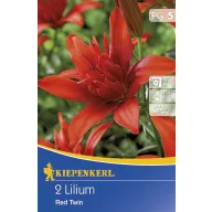 Virághagyma Liliom Red Twin 2 db