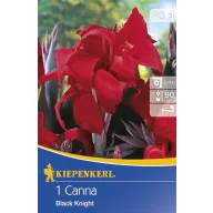 Virághagyma Canna Black Knight rot 1 db