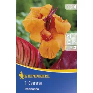 Virághagyma Canna Tropicana 1 db