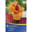 Virághagyma Canna Tropicana 1 db