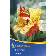 Virághagyma Canna Cleopatra rot-gelb 1 db