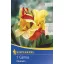 Virághagyma Canna Cleopatra rot-gelb 1 db