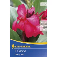 Virághagyma Canna Cherry Red kirschrot 1 db