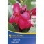 Virághagyma Canna Cherry Red kirschrot 1 db