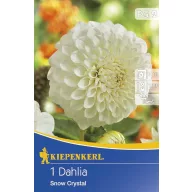 Virághagyma Dália Snow Kristall 1 db