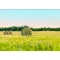 Grass seed Professional mowing mix Natural mix (drought tolerant) 25 kg