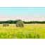 Grass seed Professional mowing mix Natural mix (drought tolerant) 25 kg