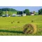 Grass seed Professional mowing mix Energy (for wet areas) 25 kg