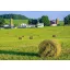 Grass seed Professional mowing mix Energy (for wet areas) 25 kg