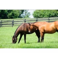   Fűmag Professzionális legelő keverék Lóerő (lólegelő szárazságtűrő) 25 kg