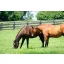 Grass seed Professional pasture mix Horsepower (drought tolerant) 25 kg