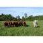 Grass seed Professional pasture mix Taurus (Cattle pasture) 25 kg