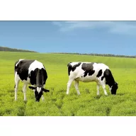   Fűmag Professzionális legelő keverék Géniusz (Szarvasmarha legelő) 25 kg