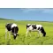 Grass seed Professional pasture mix Genius (Cattle pasture) 25 kg