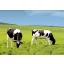 Grass seed Professional pasture mix Genius (Cattle pasture) 25 kg