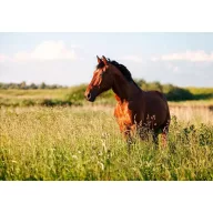   Fűmag Professzionális legelő keverék Pegazus (Lólegelő vizes területekre) 25 kg