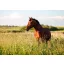 Grass seed Professional pasture mix Pegazus (Horse pasture for wetland) 25 kg