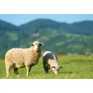   Fűmag Professzionális legelő keverék Favorit (Juhlegelő) 25 kg