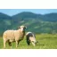 Grass Seed Professional Pasture Mix Favorit (Sheep Pasture) 25 kg