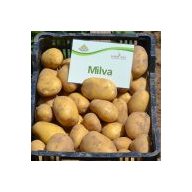 Burgonya vetőgumó "Milva" 50 db