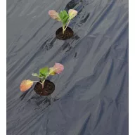   Takarófólia NAGY ZÖLDSÉGEKHEZ fekete 20mikron 30x60mm átmérőjű ültetési lyukakkal 095x10m