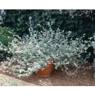   Bakopa-szalmagyopár futónövény mix 6 db-os palánta csomag