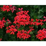   Muskátli és szúnyogűző futónövény mix 6 db-os palánta csomag