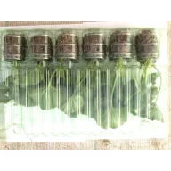   Muskátli (álló) Dolce Vita Red Eye - Linus fajták, 6 db-os palánta csomag